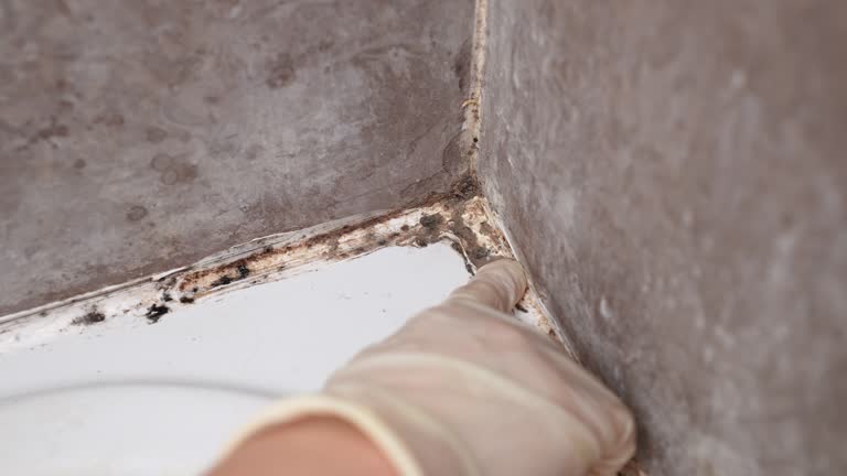 Best Mold Prevention Services  in USA